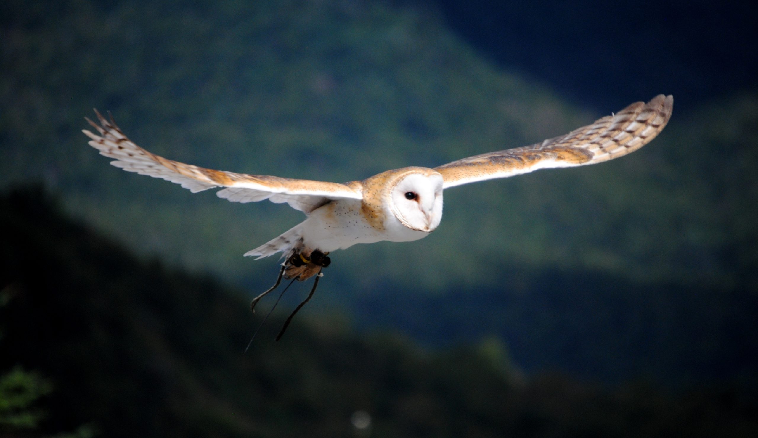Imagem de uma coruja branca, de asas completamente abertas, voando em uma região florestal.